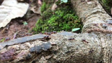 Ameisen in Thailand
