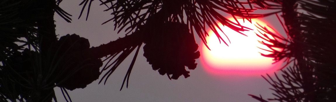 sun reflection at a pine cone
